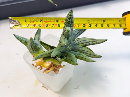 Sansevieria Melon (ca2) (10) | Rare Hybrids
