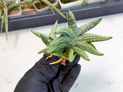 Sansevieria Melon (ca2) (10) | Rare Hybrids