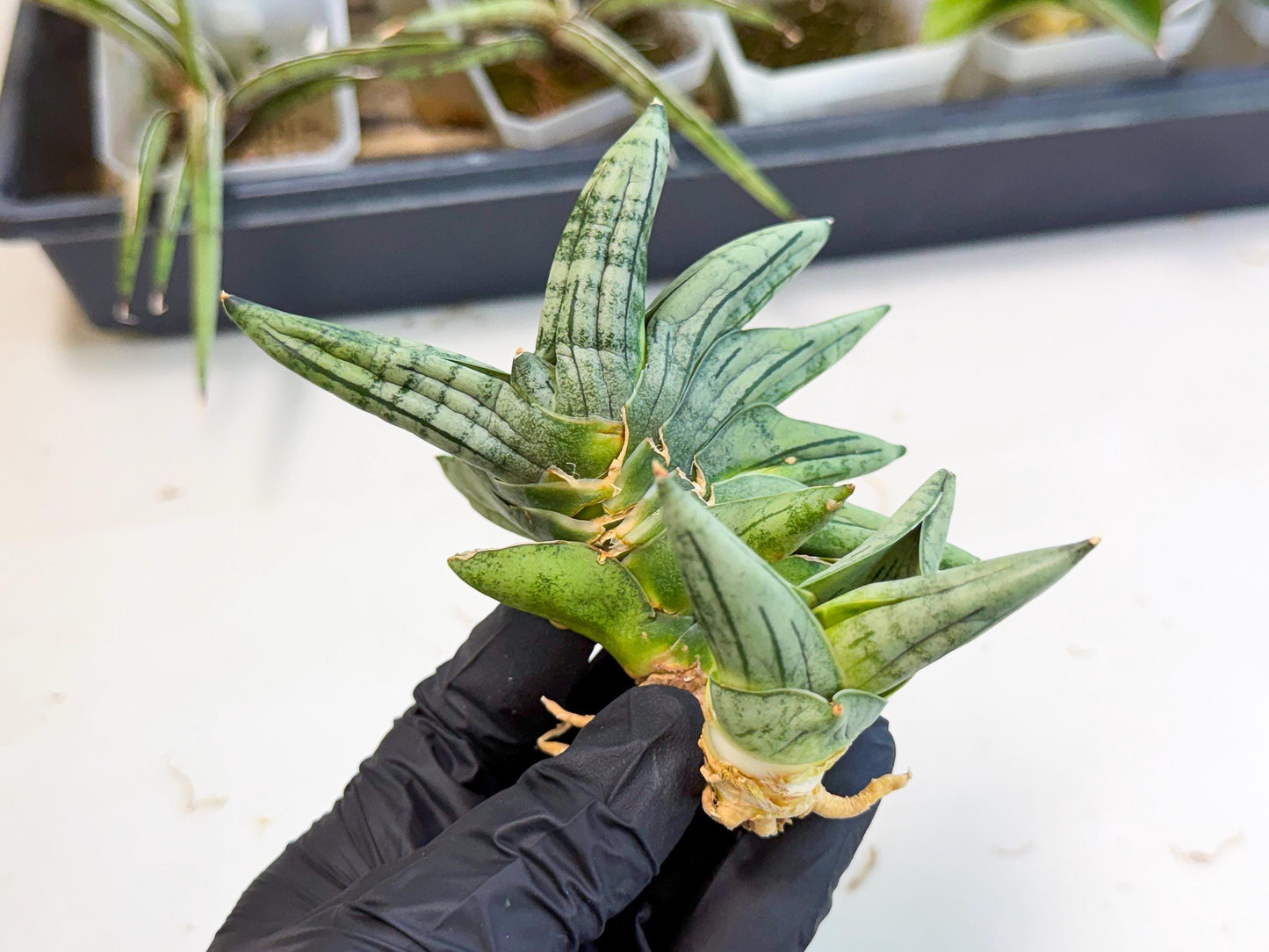 Sansevieria Melon (ca2) (10) | Rare Hybrids