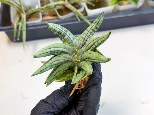 Sansevieria Melon (ca2) (10) | Rare Hybrids