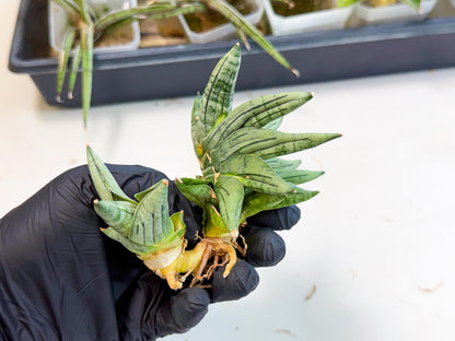 Sansevieria Melon (ca2) (10) | Rare Hybrids