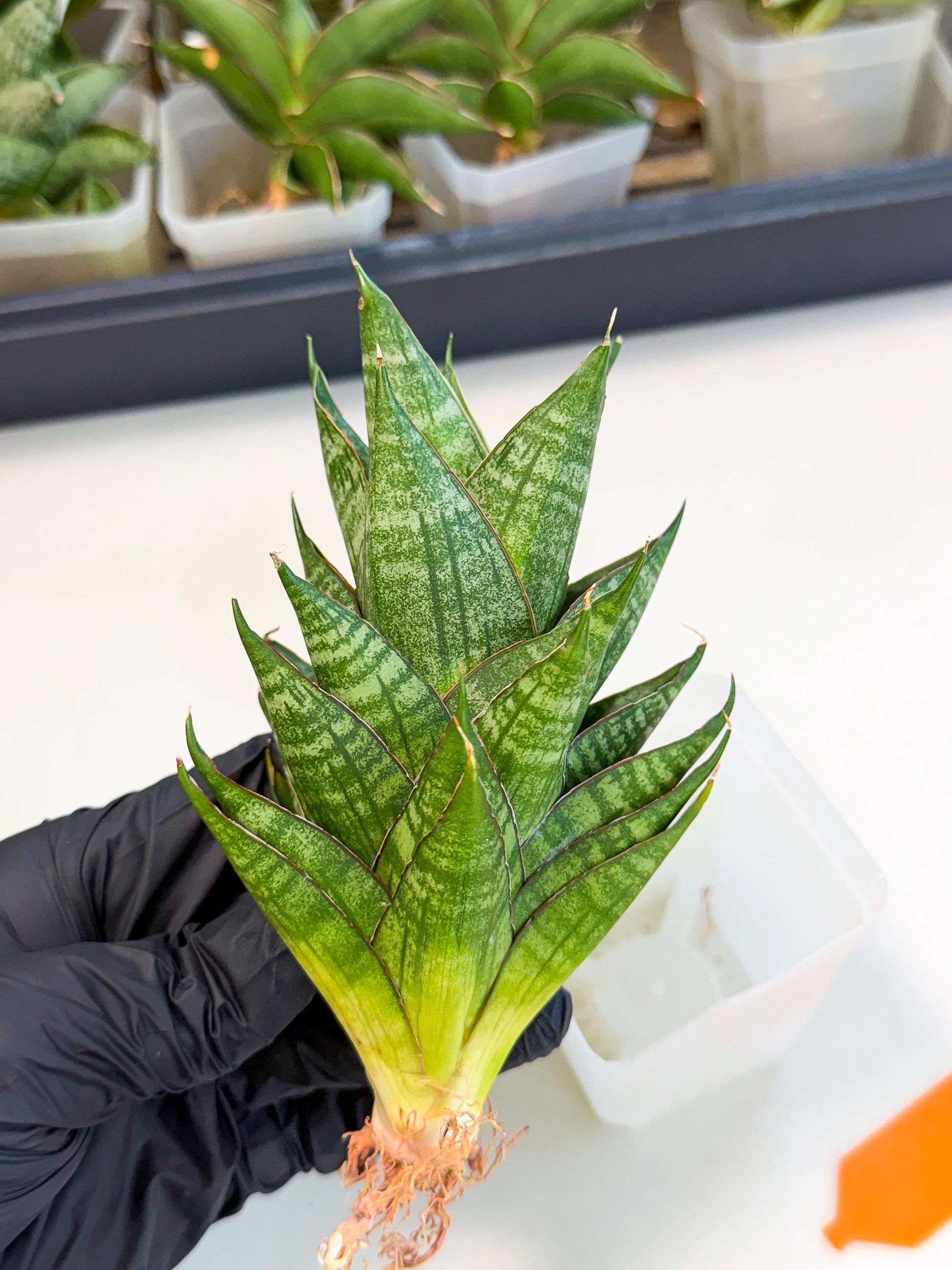 Sansevieria Dragon Scale (ca3) (o) | Rare Imported