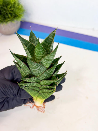 Sansevieria Dragon Scale (ca3) (o) | Rare Imported