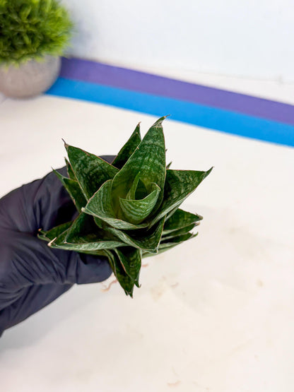 Sansevieria Dragon Scale (ca3) (o) | Rare Imported