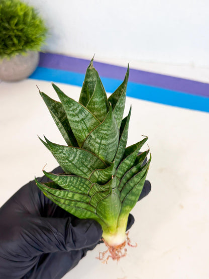 Sansevieria Dragon Scale (ca3) (o) | Rare Imported