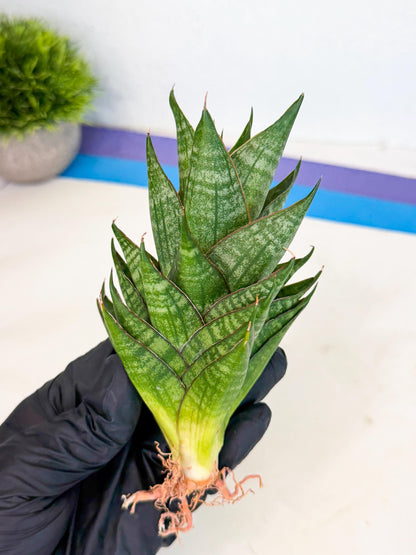 Sansevieria Dragon Scale (ca3) (o) | Rare Imported