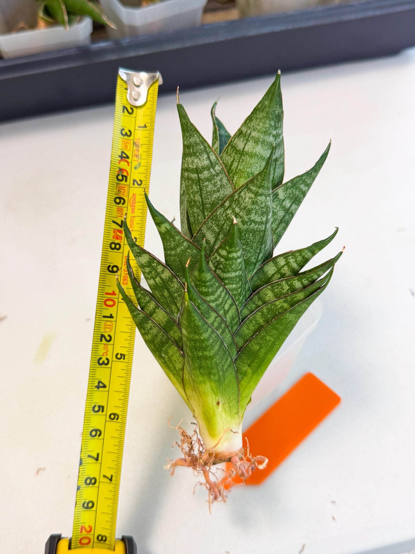 Sansevieria Dragon Scale (ca3) (o) | Rare Imported