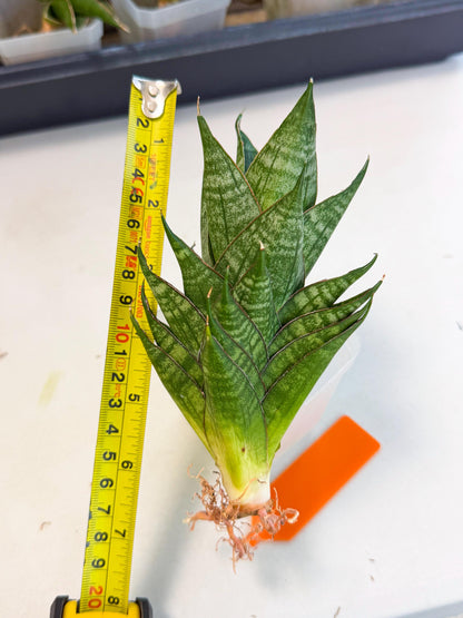 Sansevieria Dragon Scale (ca3) (o) | Rare Imported