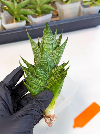 Sansevieria Dragon Scale (ca3) (o) | Rare Imported