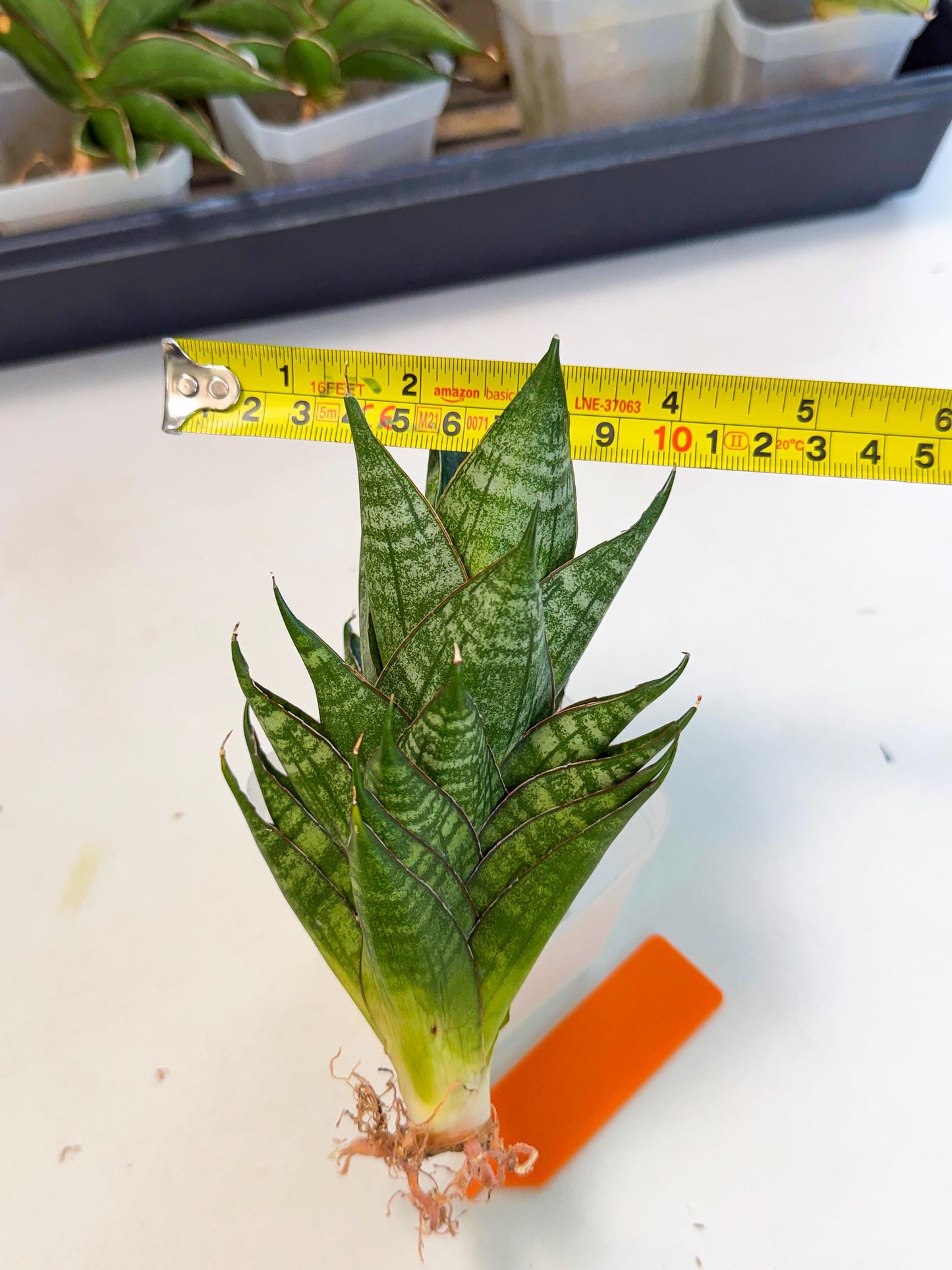 Sansevieria Dragon Scale (ca3) (o) | Rare Imported