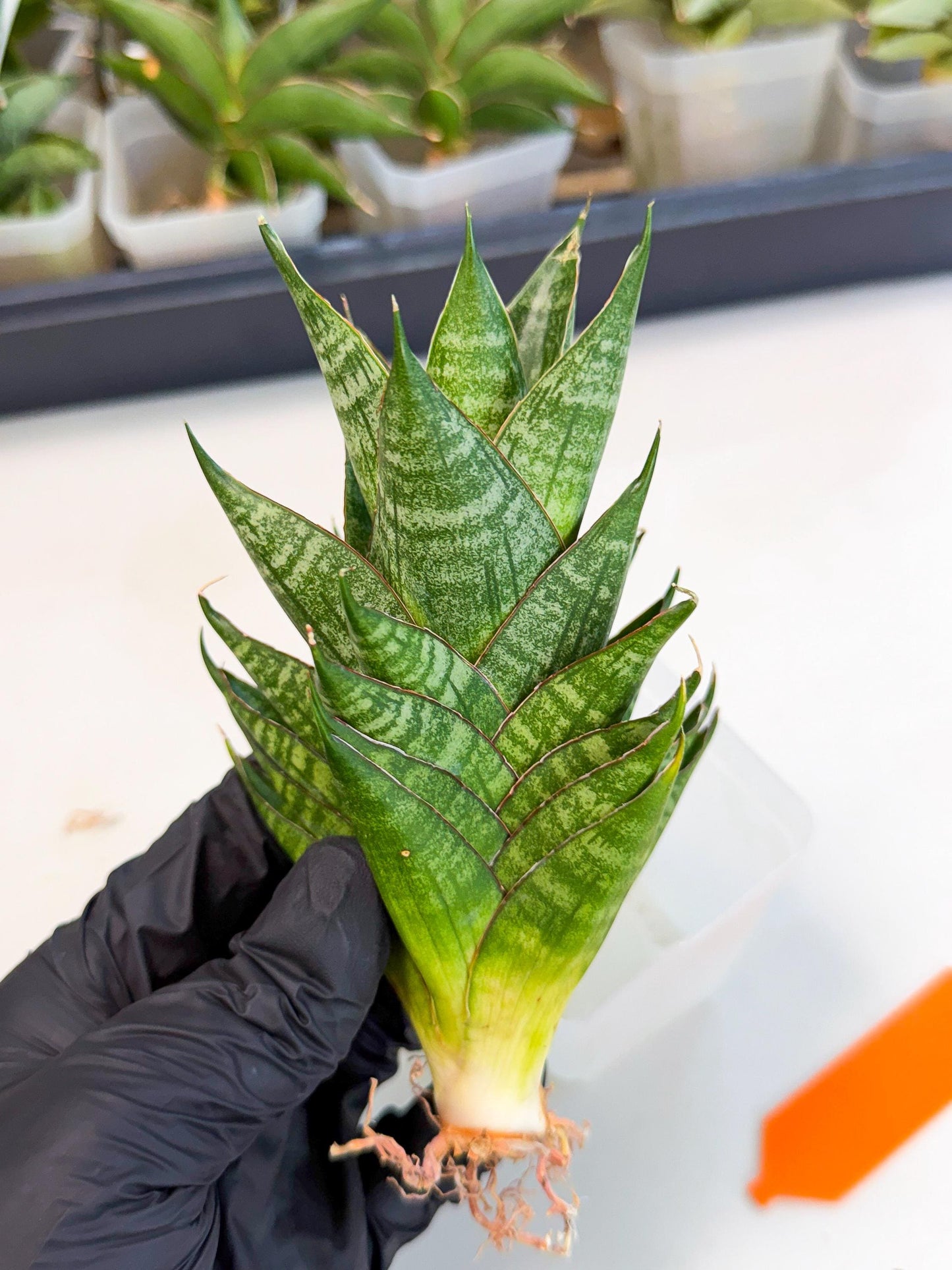 Sansevieria Dragon Scale (ca3) (o) | Rare Imported