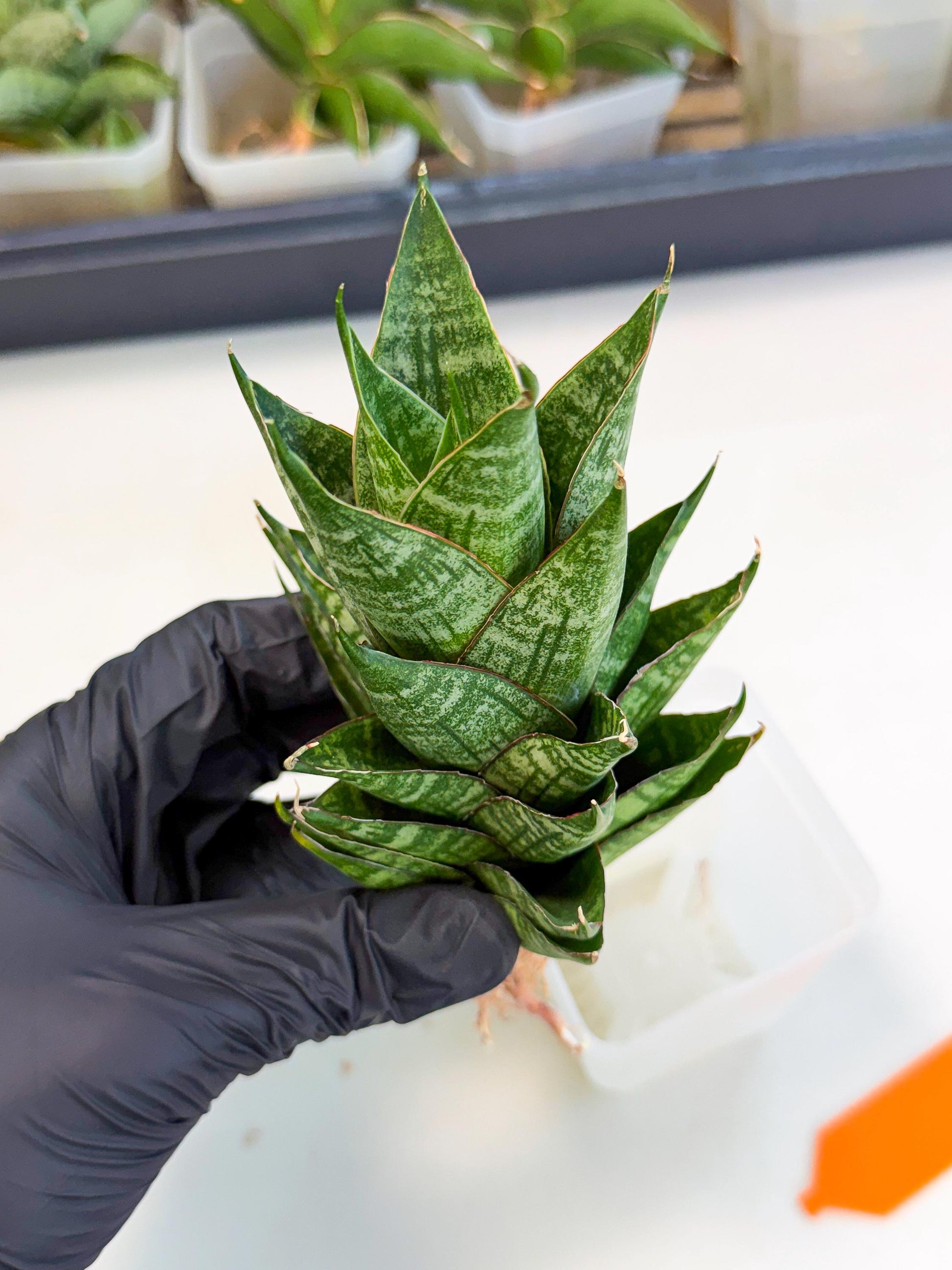 Sansevieria Dragon Scale (ca3) (o) | Rare Imported