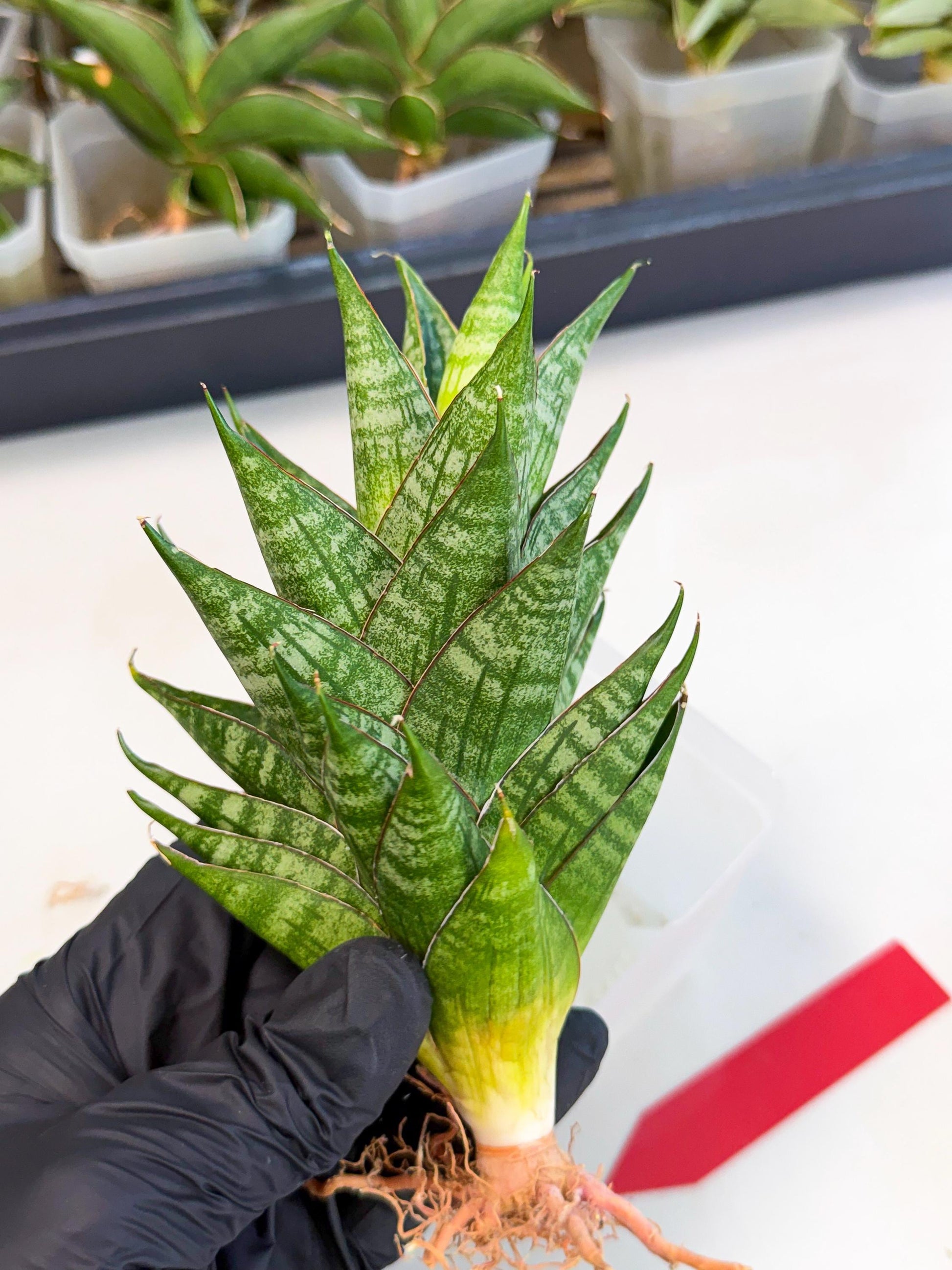 Sansevieria Dragon Scale (ca3) (r) | Rare Imported