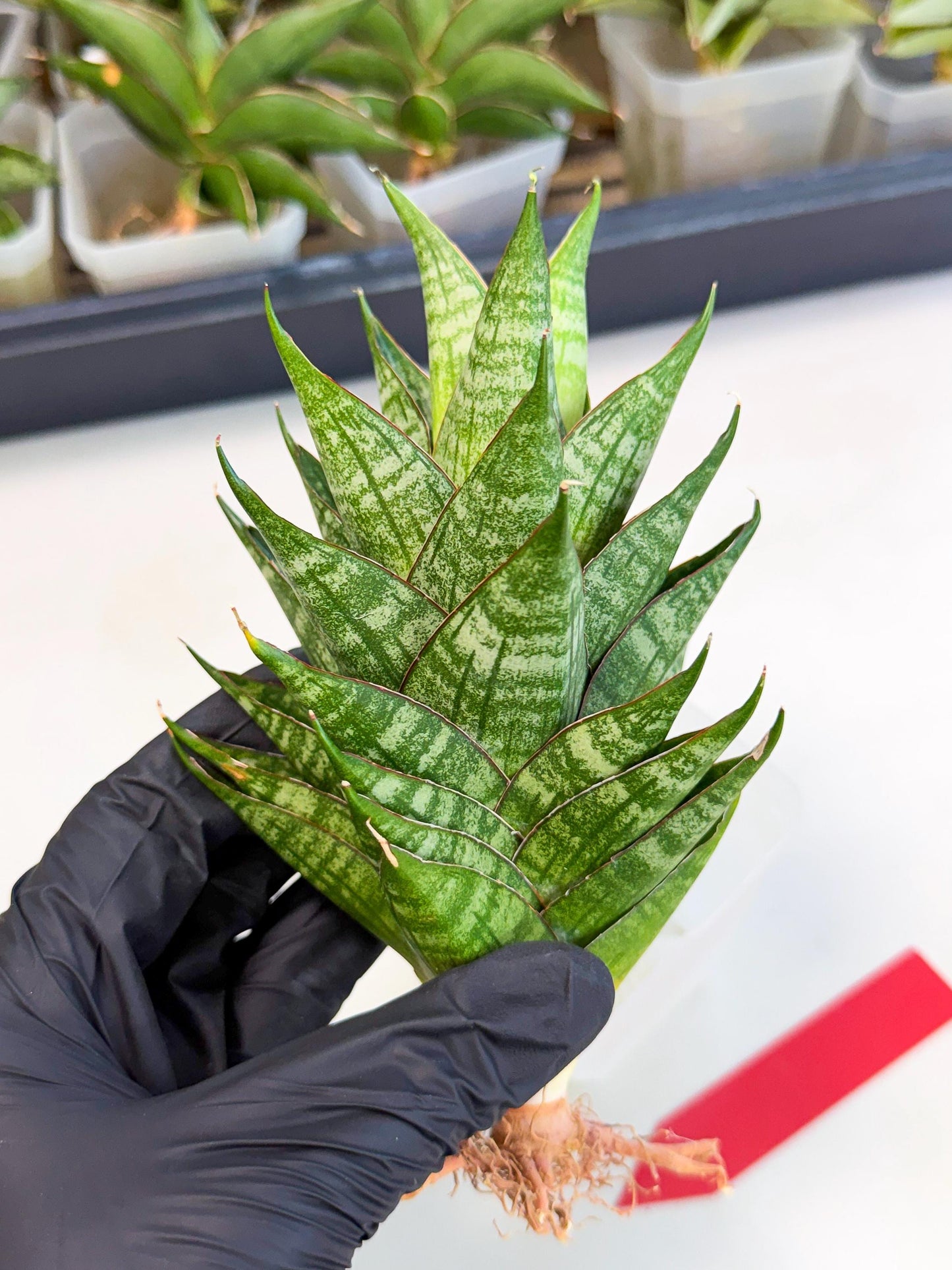 Sansevieria Dragon Scale (ca3) (r) | Rare Imported