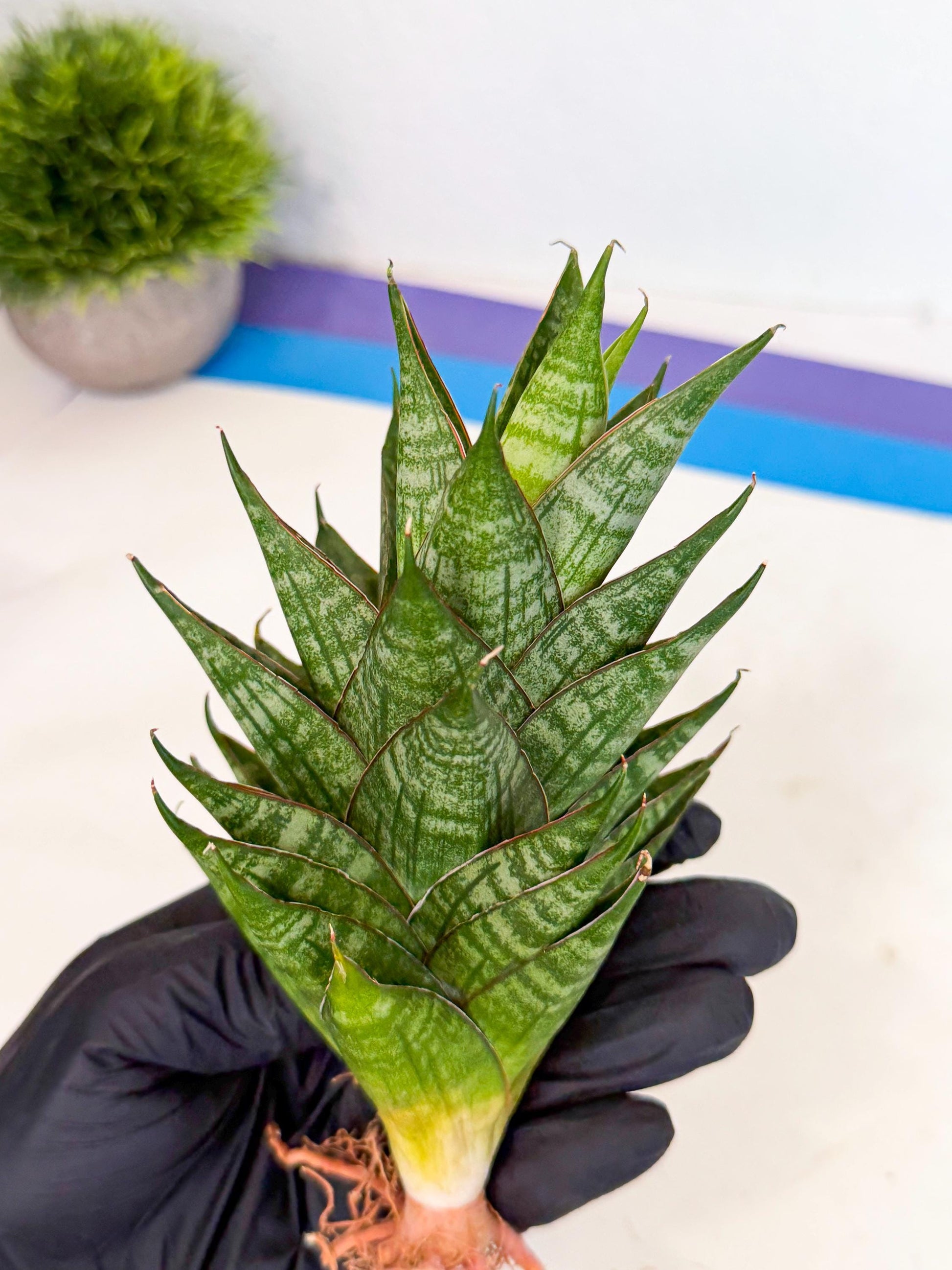 Sansevieria Dragon Scale (ca3) (r) | Rare Imported