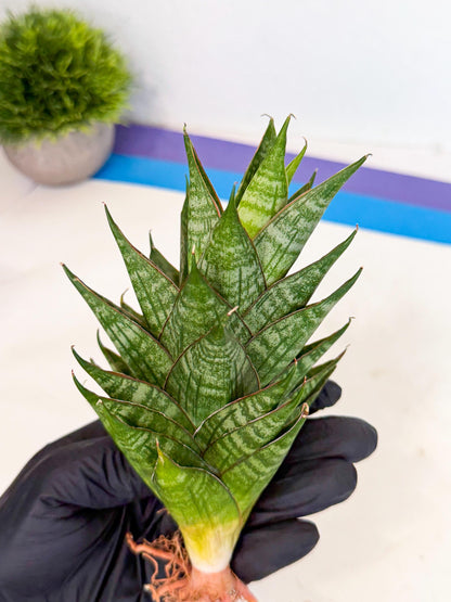 Sansevieria Dragon Scale (ca3) (r) | Rare Imported
