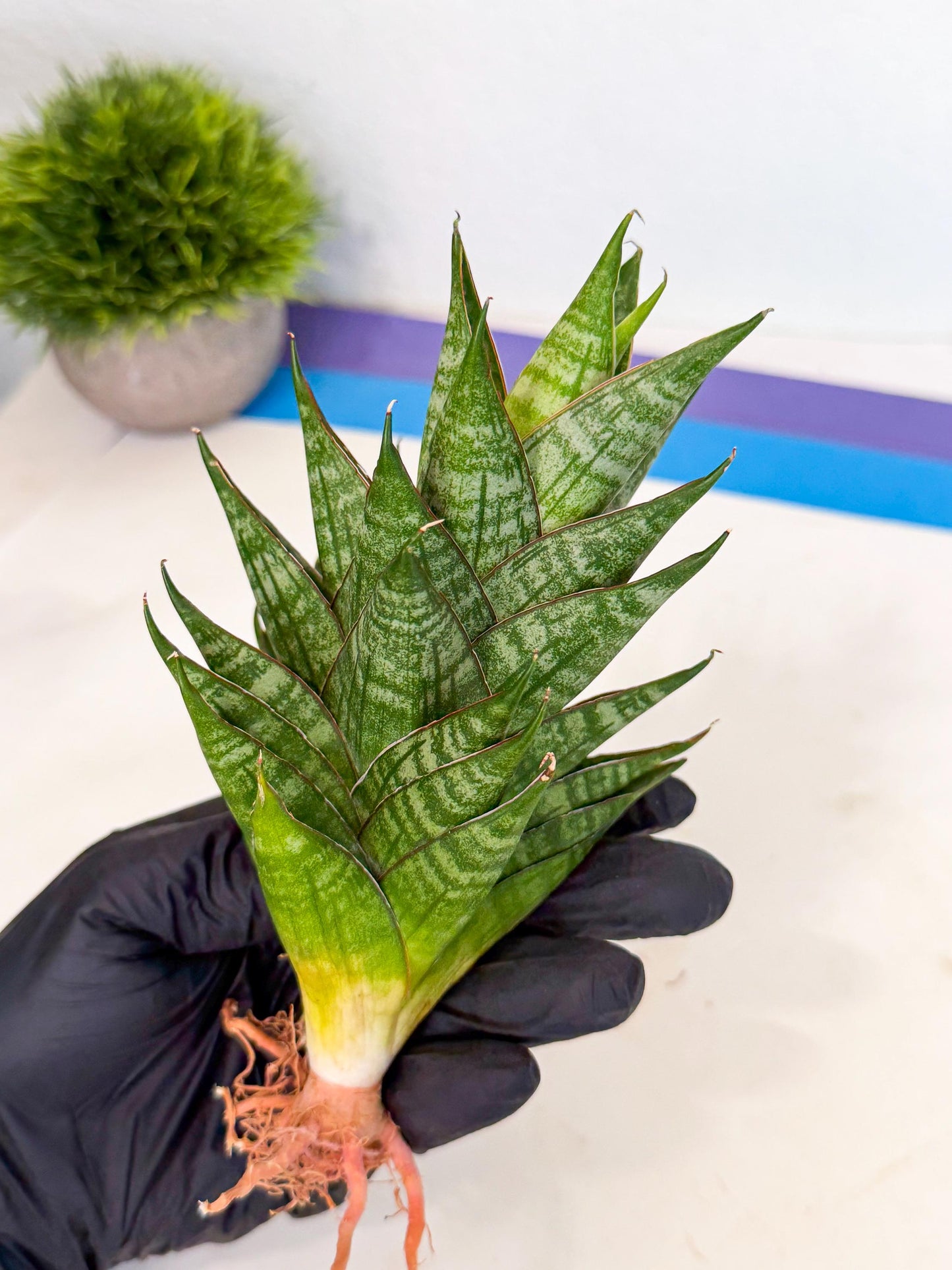 Sansevieria Dragon Scale (ca3) (r) | Rare Imported