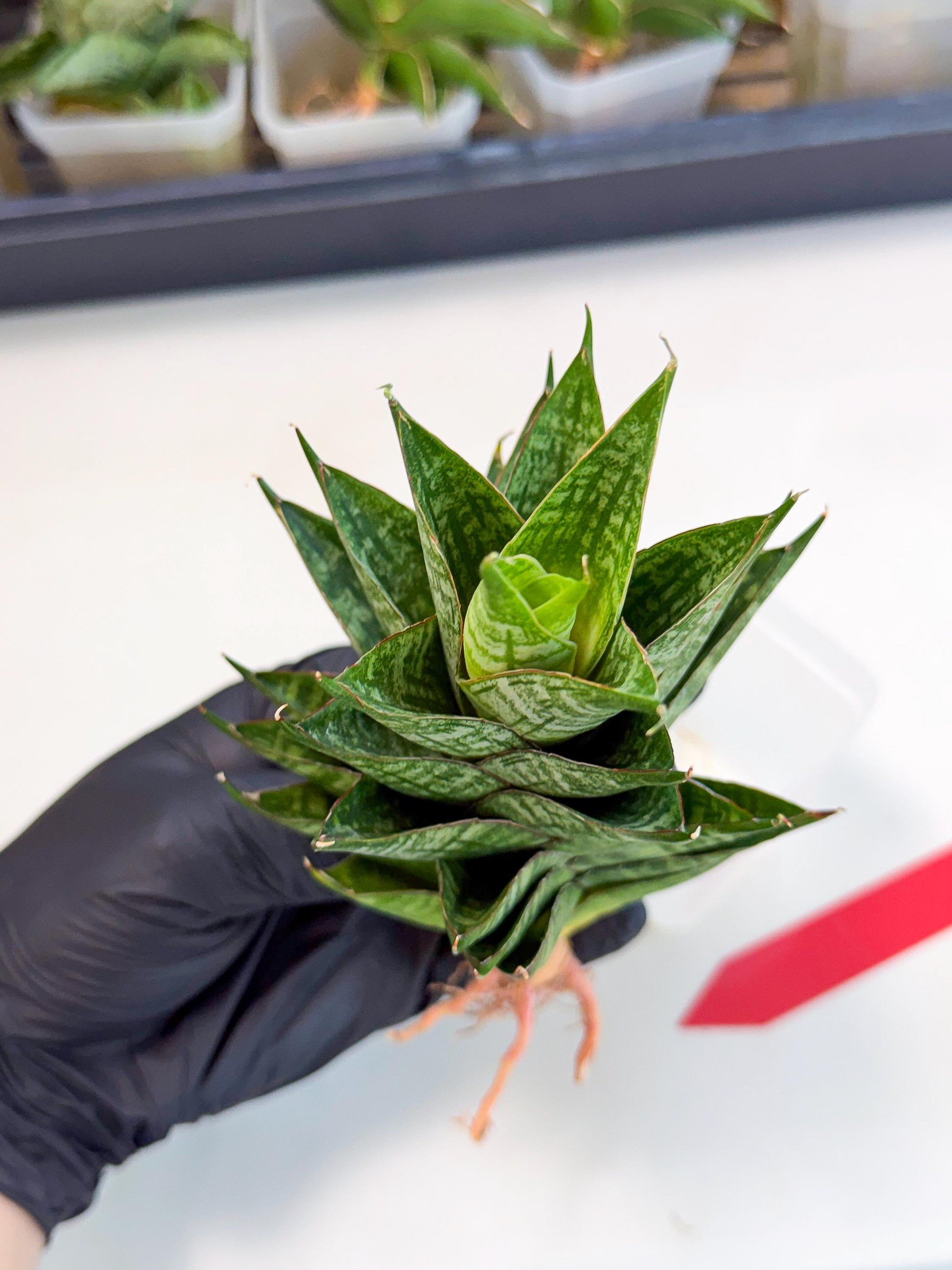 Sansevieria Dragon Scale (ca3) (r) | Rare Imported