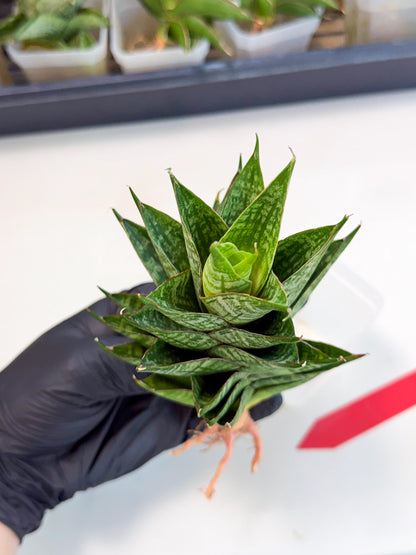 Sansevieria Dragon Scale (ca3) (r) | Rare Imported