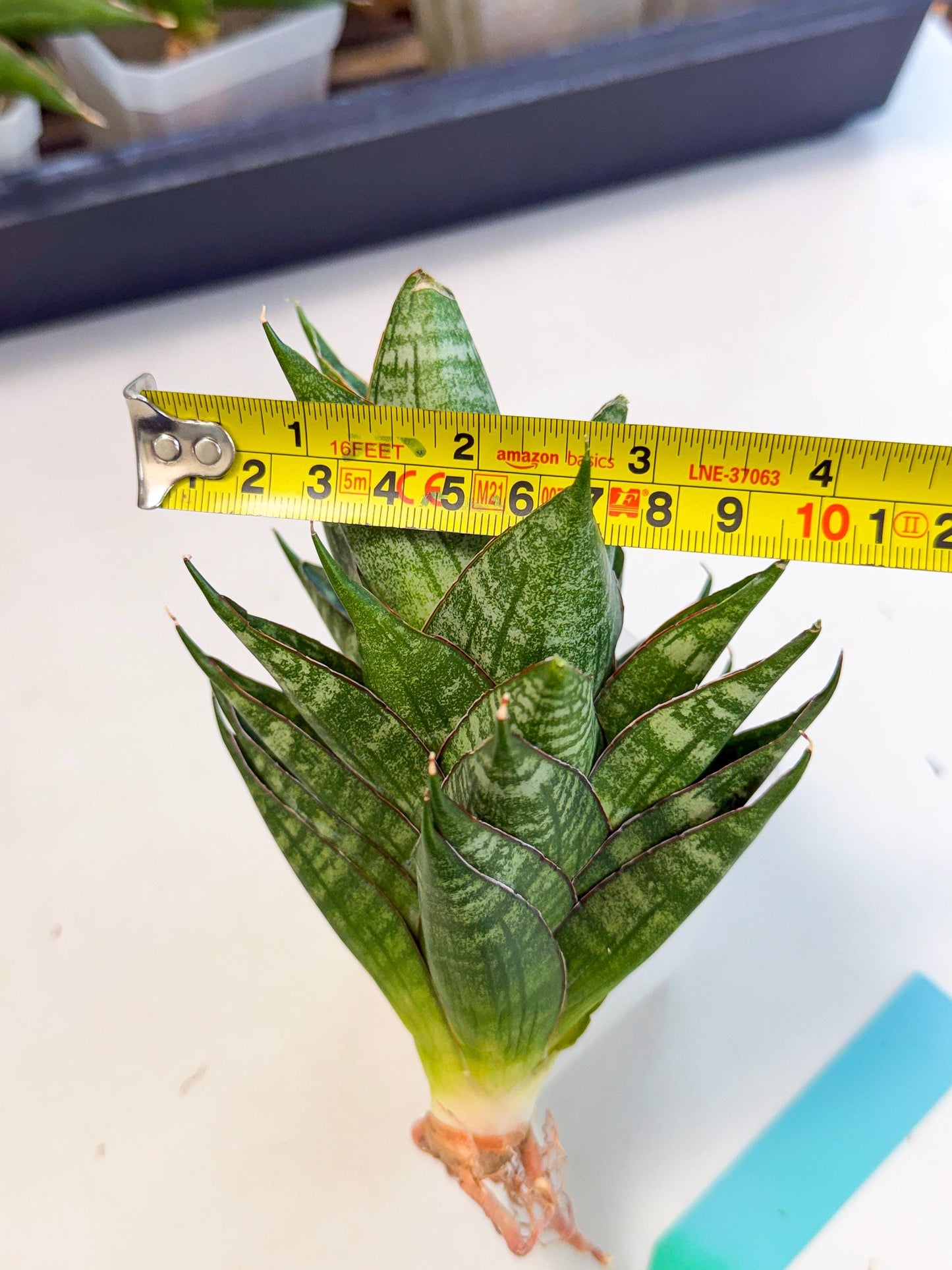 Sansevieria Dragon Scale (ca3) (g) | Rare Imported