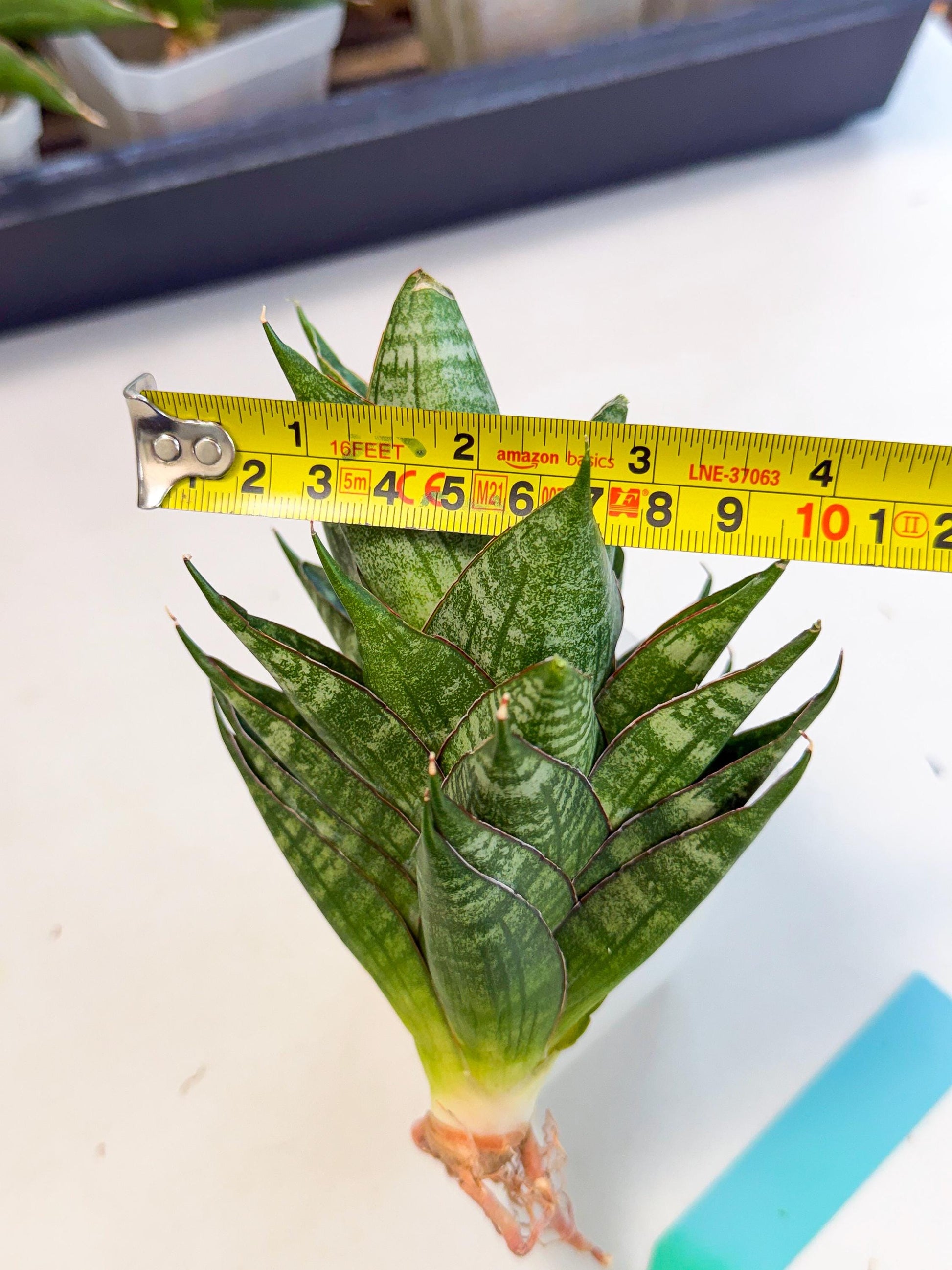 Sansevieria Dragon Scale (ca3) (g) | Rare Imported