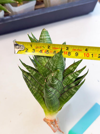 Sansevieria Dragon Scale (ca3) (g) | Rare Imported