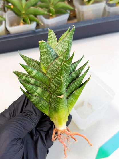Sansevieria Dragon Scale (ca3) (g) | Rare Imported