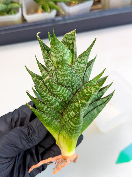 Sansevieria Dragon Scale (ca3) (g) | Rare Imported