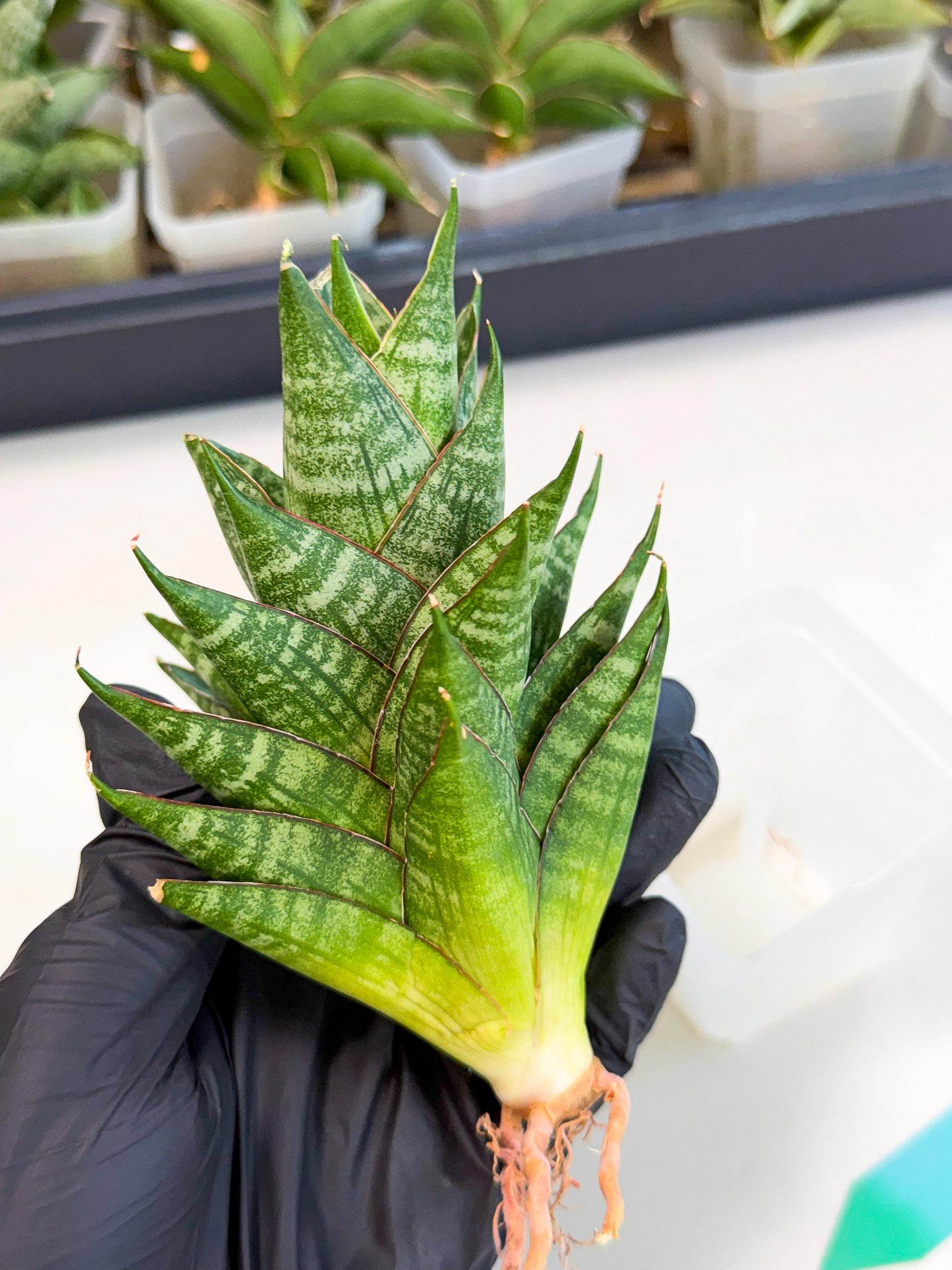 Sansevieria Dragon Scale (ca3) (g) | Rare Imported