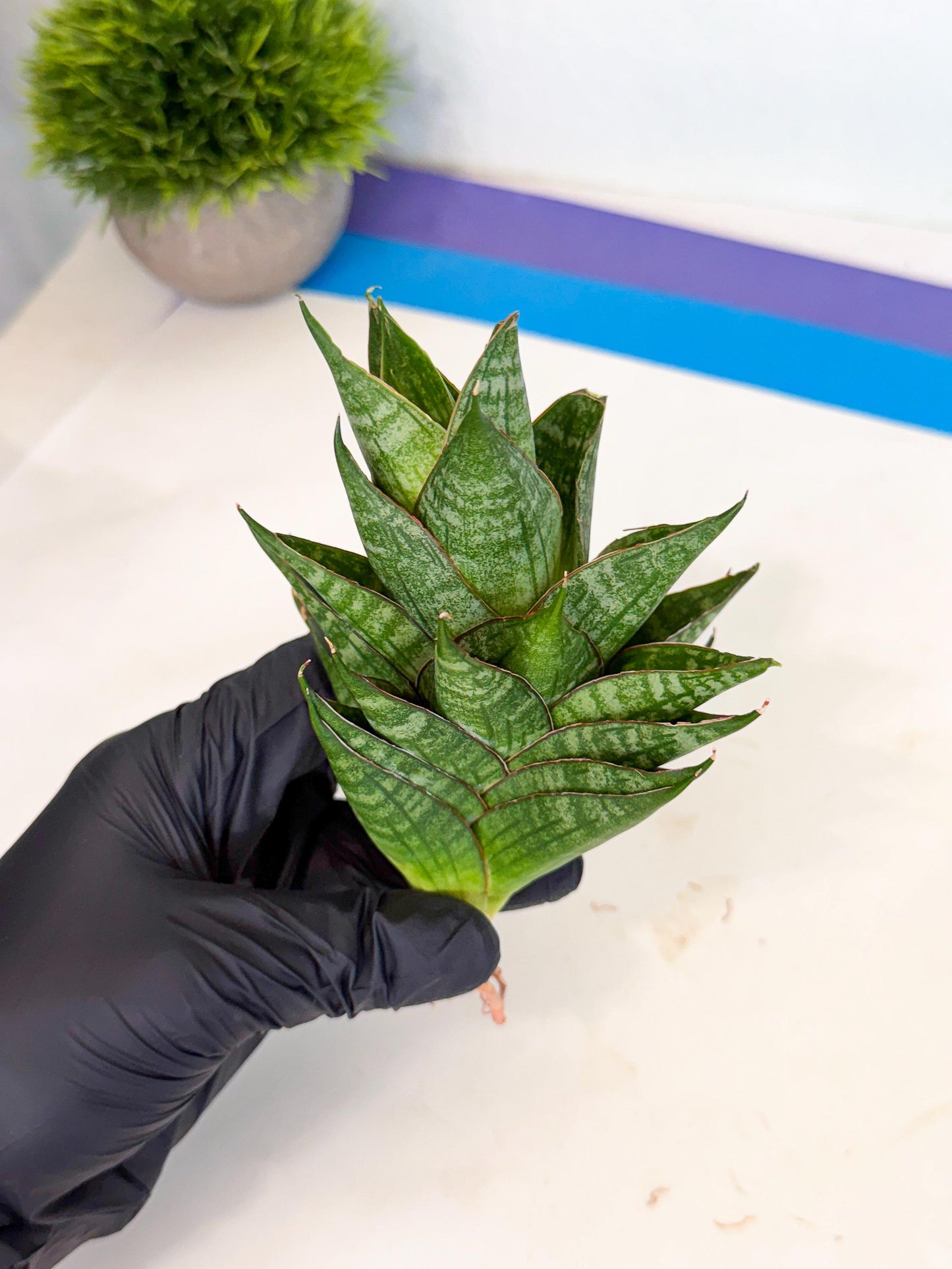 Sansevieria Dragon Scale (ca3) (g) | Rare Imported