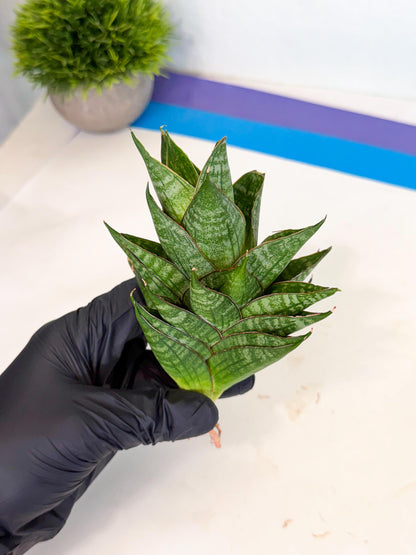 Sansevieria Dragon Scale (ca3) (g) | Rare Imported