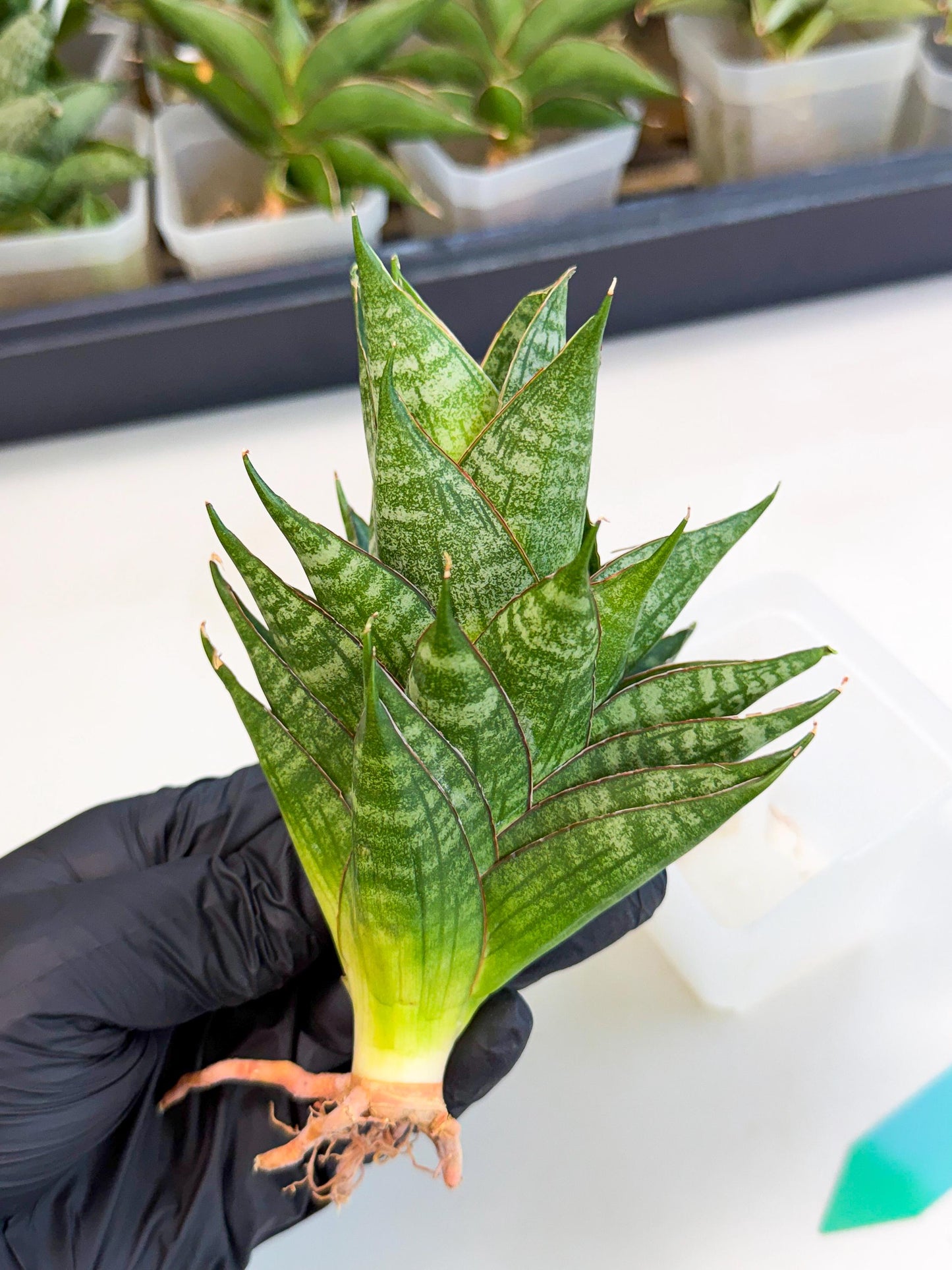Sansevieria Dragon Scale (ca3) (g) | Rare Imported
