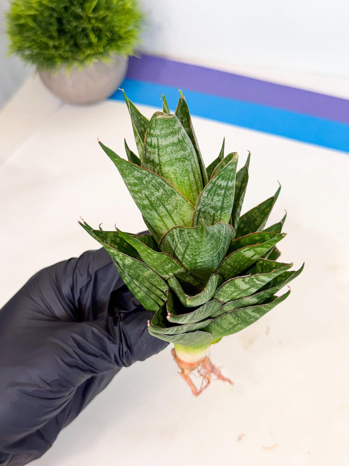 Sansevieria Dragon Scale (ca3) (g) | Rare Imported