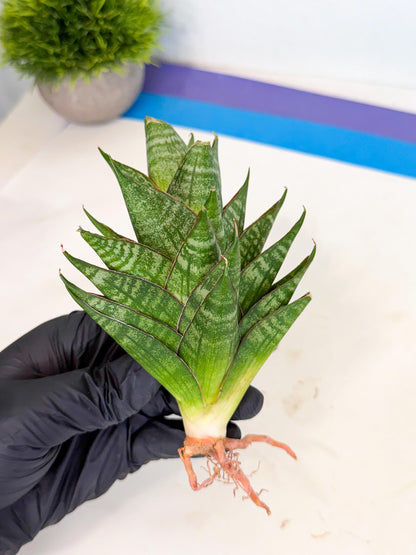 Sansevieria Dragon Scale (ca3) (g) | Rare Imported