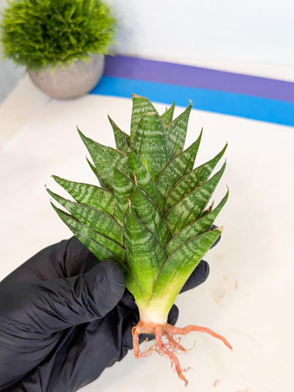 Sansevieria Dragon Scale (ca3) (g) | Rare Imported
