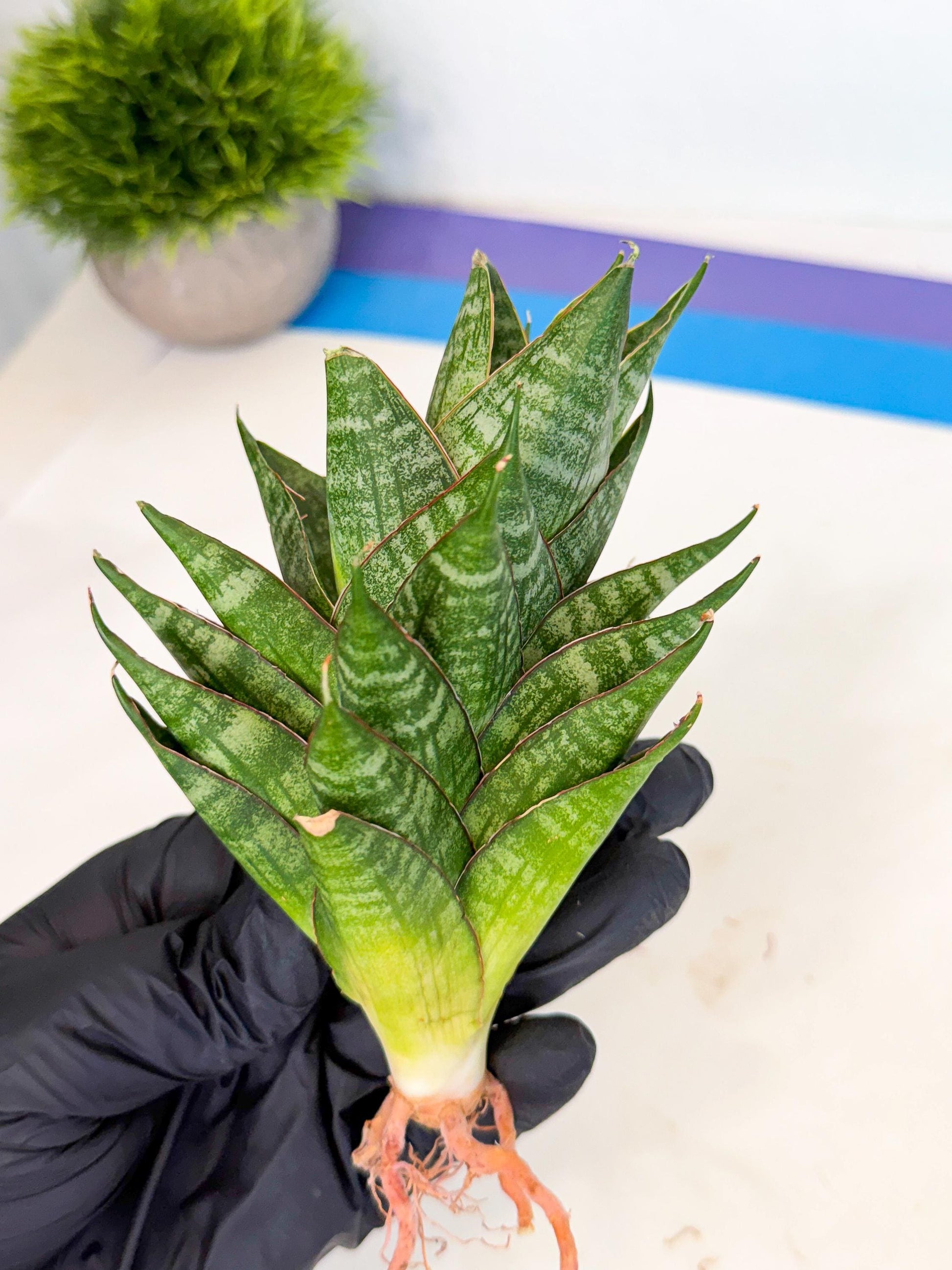 Sansevieria Dragon Scale (ca3) (g) | Rare Imported
