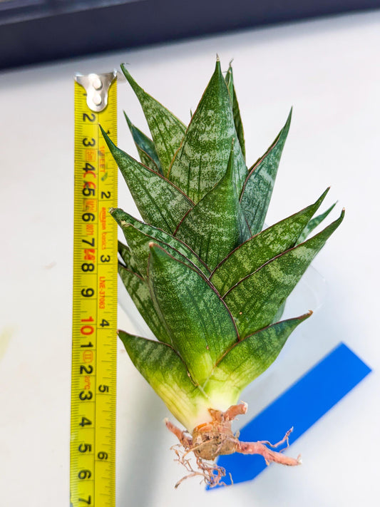 Sansevieria Dragon Scale (ca3) (b) | Rare Imported