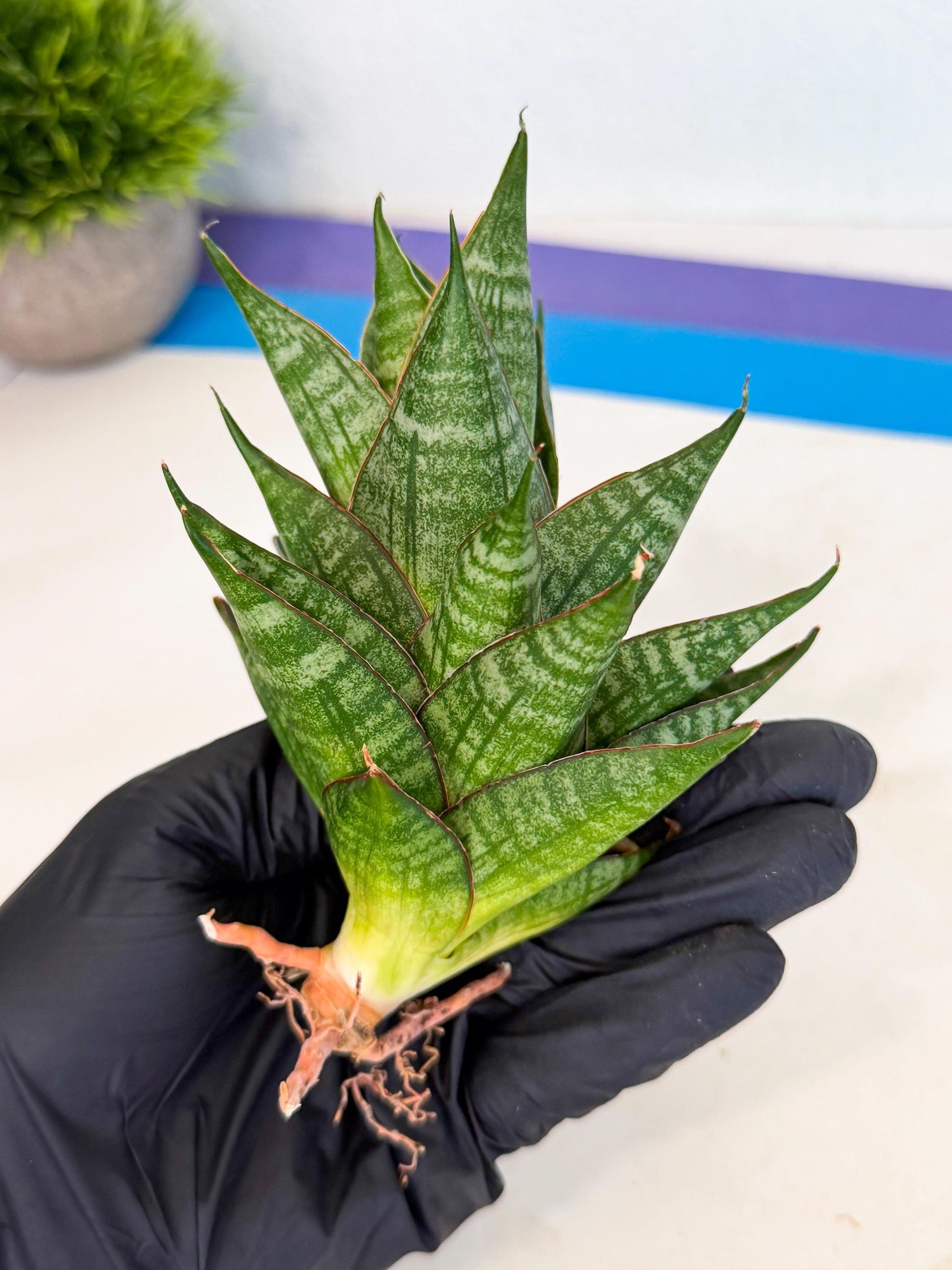 Sansevieria Dragon Scale (ca3) (b) | Rare Imported