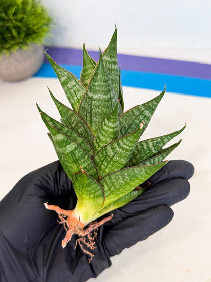 Sansevieria Dragon Scale (ca3) (b) | Rare Imported