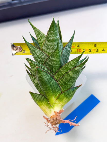 Sansevieria Dragon Scale (ca3) (b) | Rare Imported