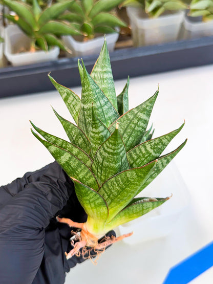 Sansevieria Dragon Scale (ca3) (b) | Rare Imported