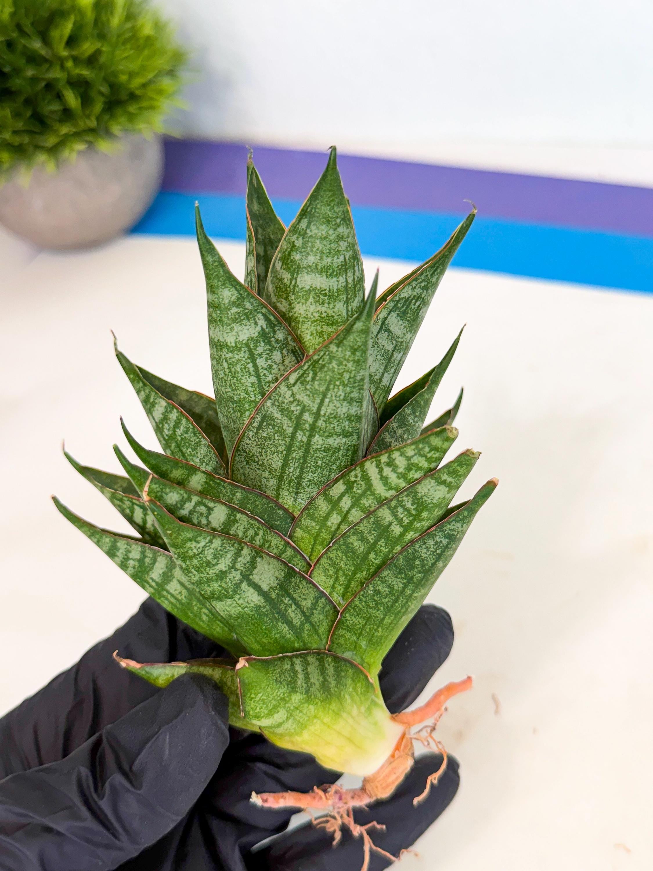 Sansevieria MoMo (4) | Rare Snake Plant – Lvjungle Plant Shop