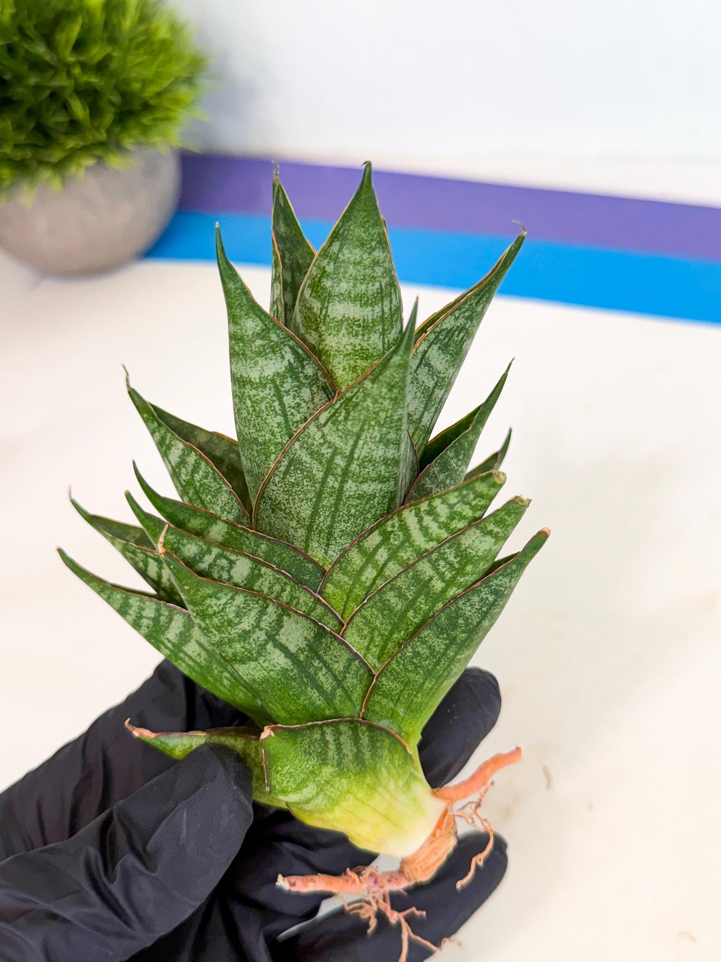 Sansevieria Dragon Scale (ca3) (b) | Rare Imported