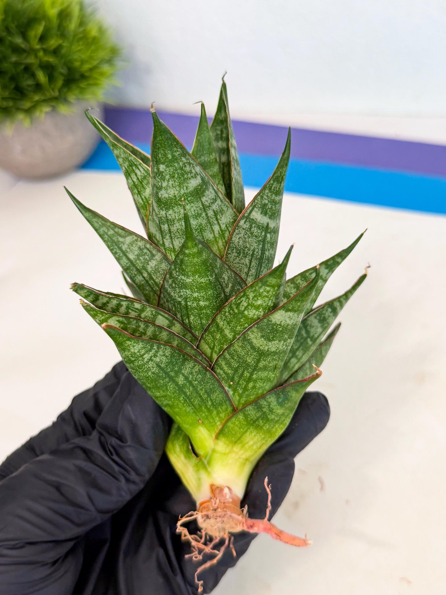 Sansevieria Dragon Scale (ca3) (b) | Rare Imported