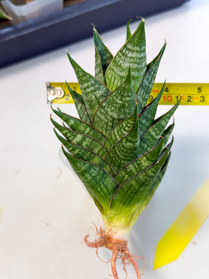 Sansevieria Dragon Scale (ca3) (y) | Rare Imported