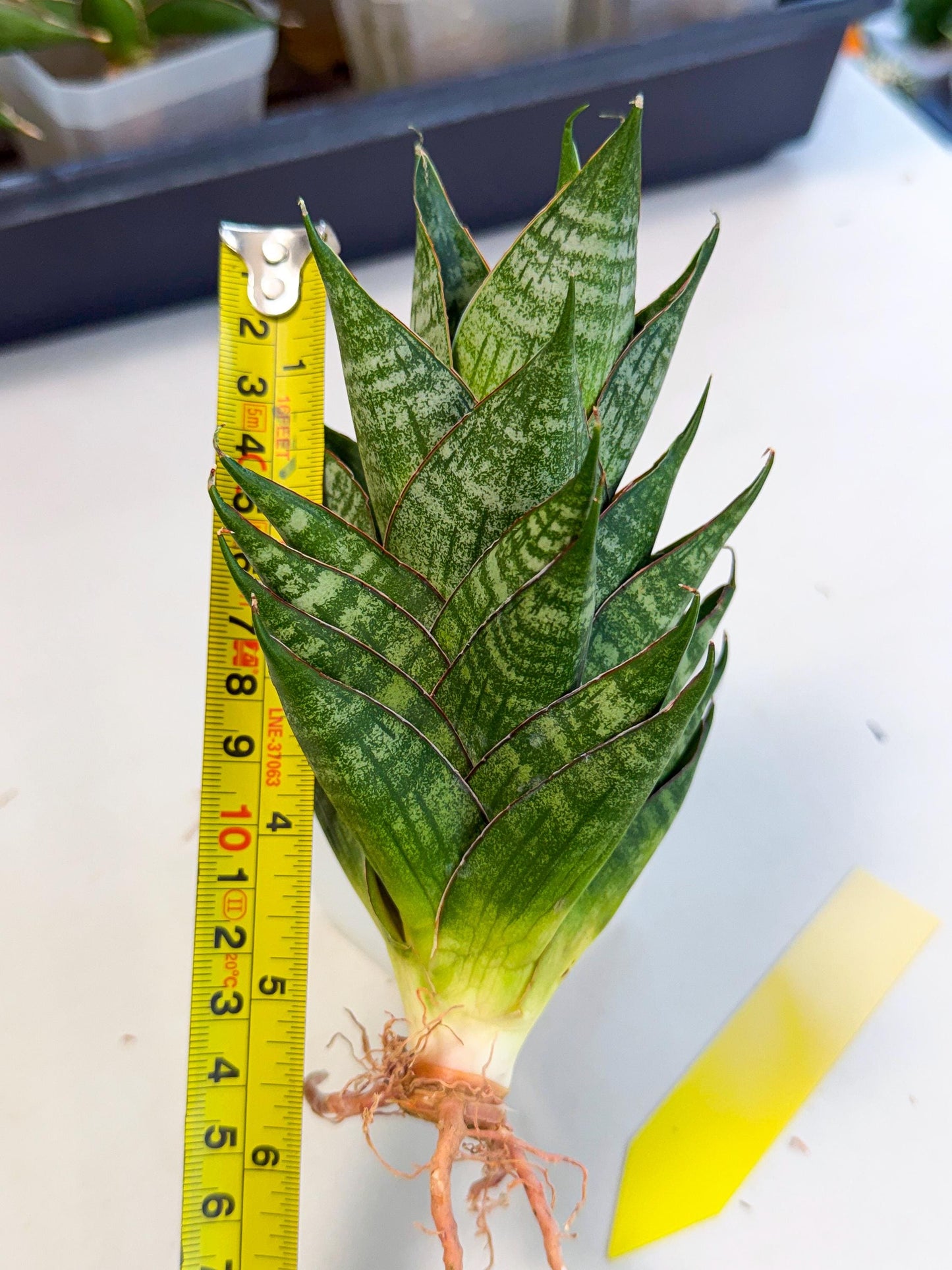 Sansevieria Dragon Scale (ca3) (y) | Rare Imported