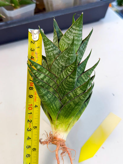 Sansevieria Dragon Scale (ca3) (y) | Rare Imported