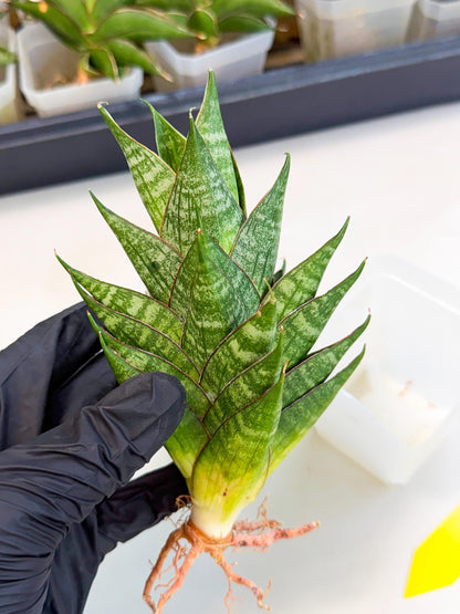 Sansevieria Dragon Scale (ca3) (y) | Rare Imported