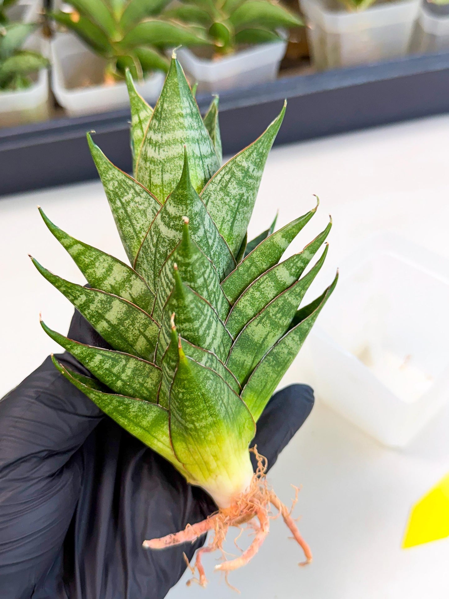 Sansevieria Dragon Scale (ca3) (y) | Rare Imported