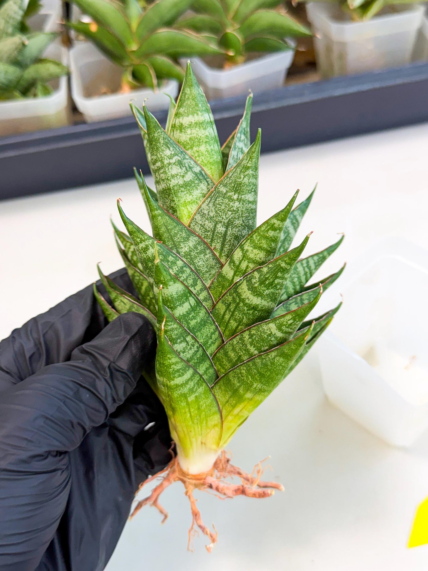 Sansevieria Dragon Scale (ca3) (y) | Rare Imported
